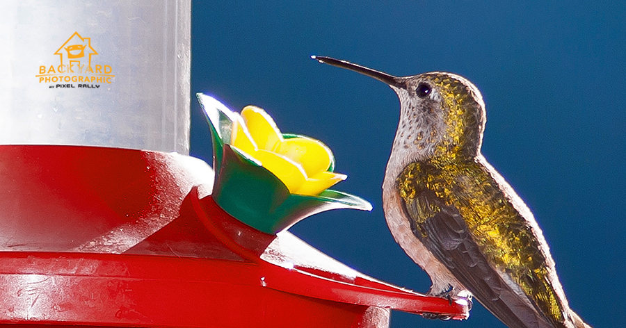 BYP-Hummingbirds-titlecard