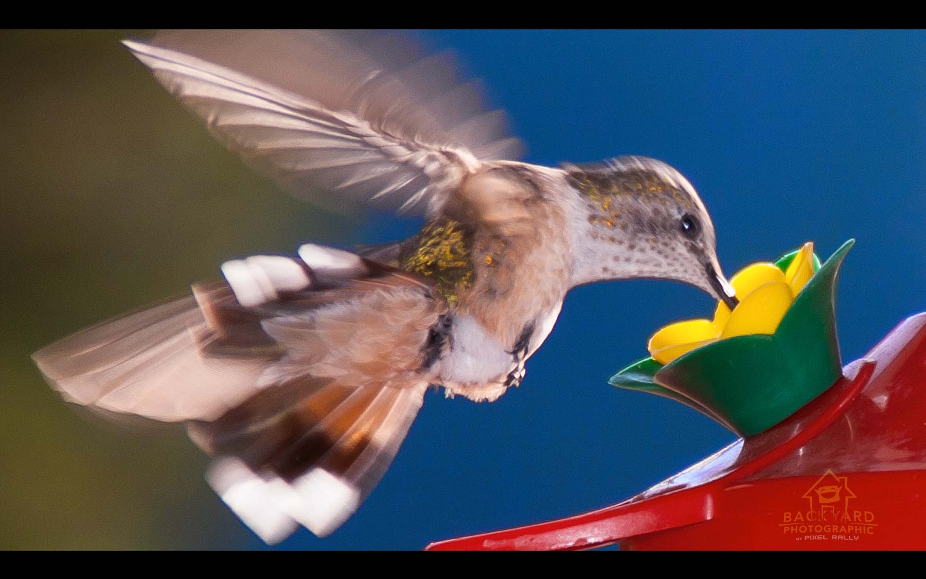BYP-hummingbirds-01
