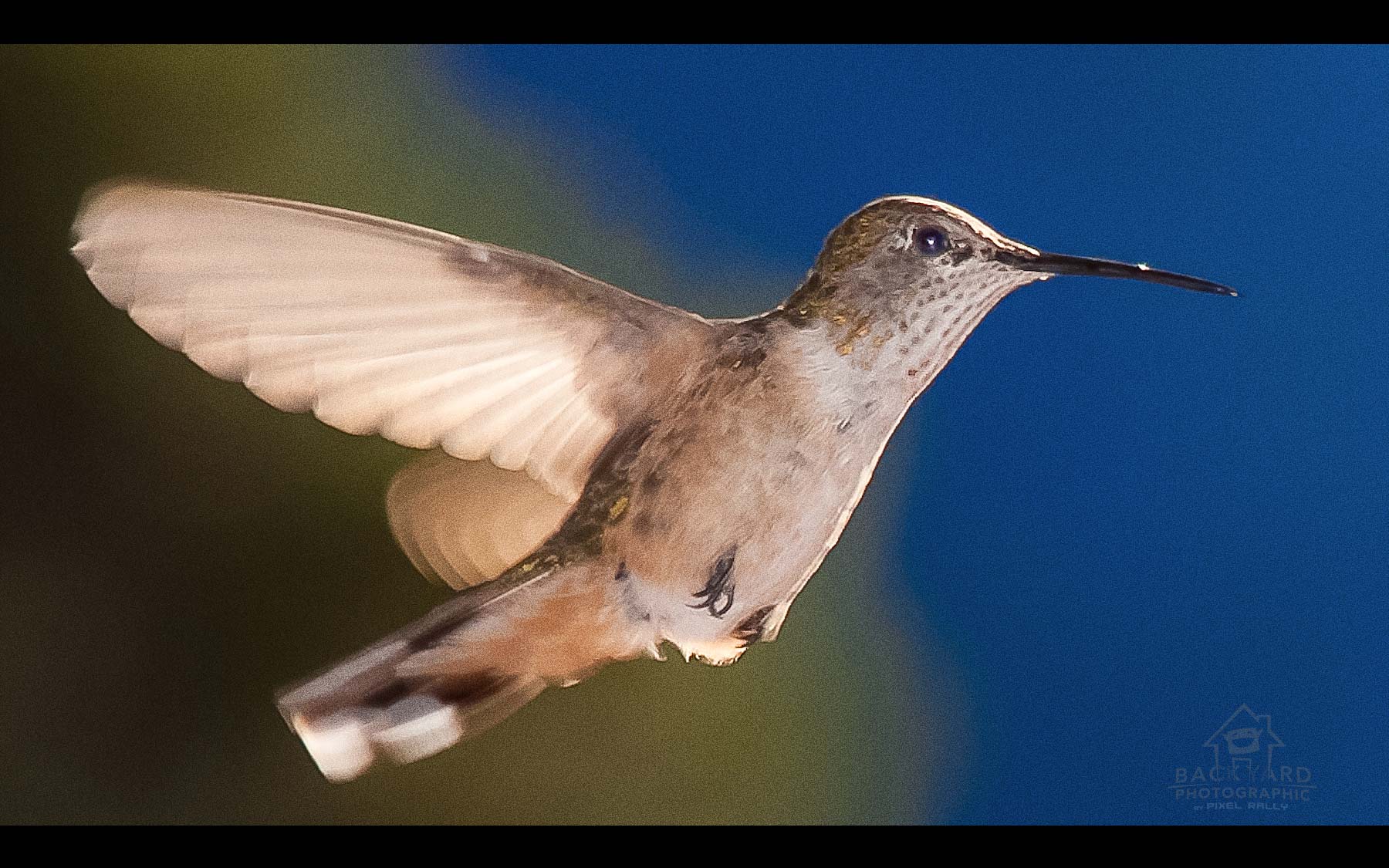 BYP-hummingbirds-02