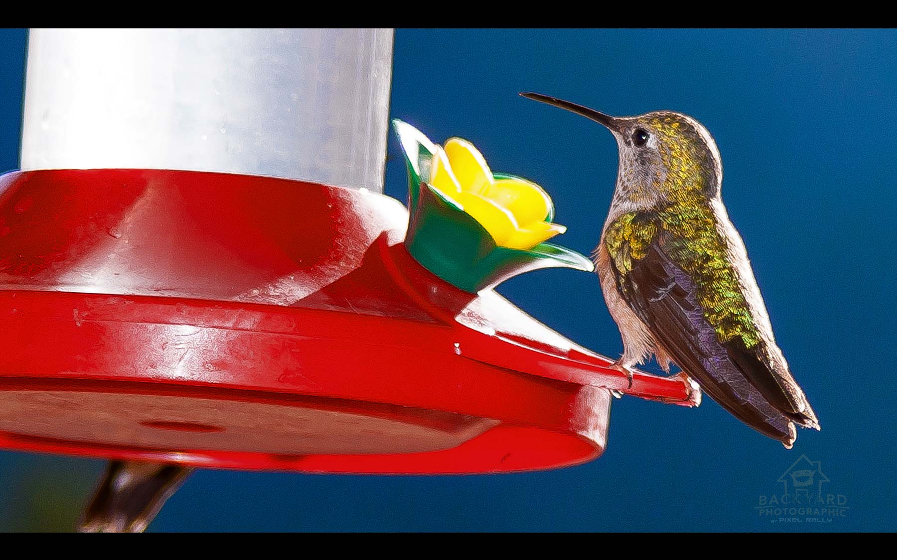 BYP-hummingbirds-03