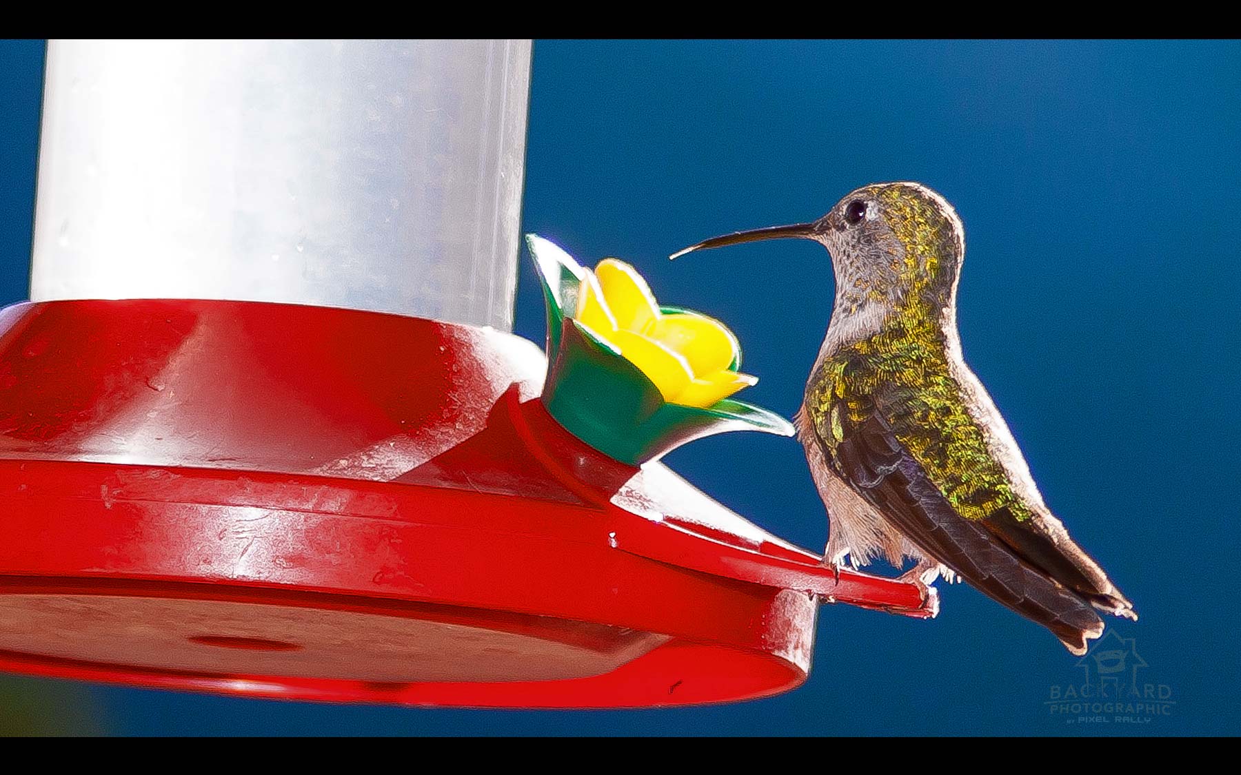 BYP-hummingbirds-04