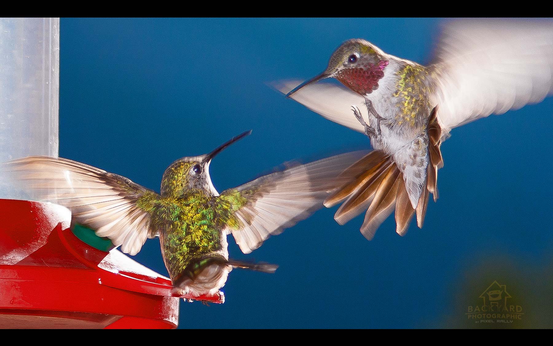 BYP-hummingbirds-05