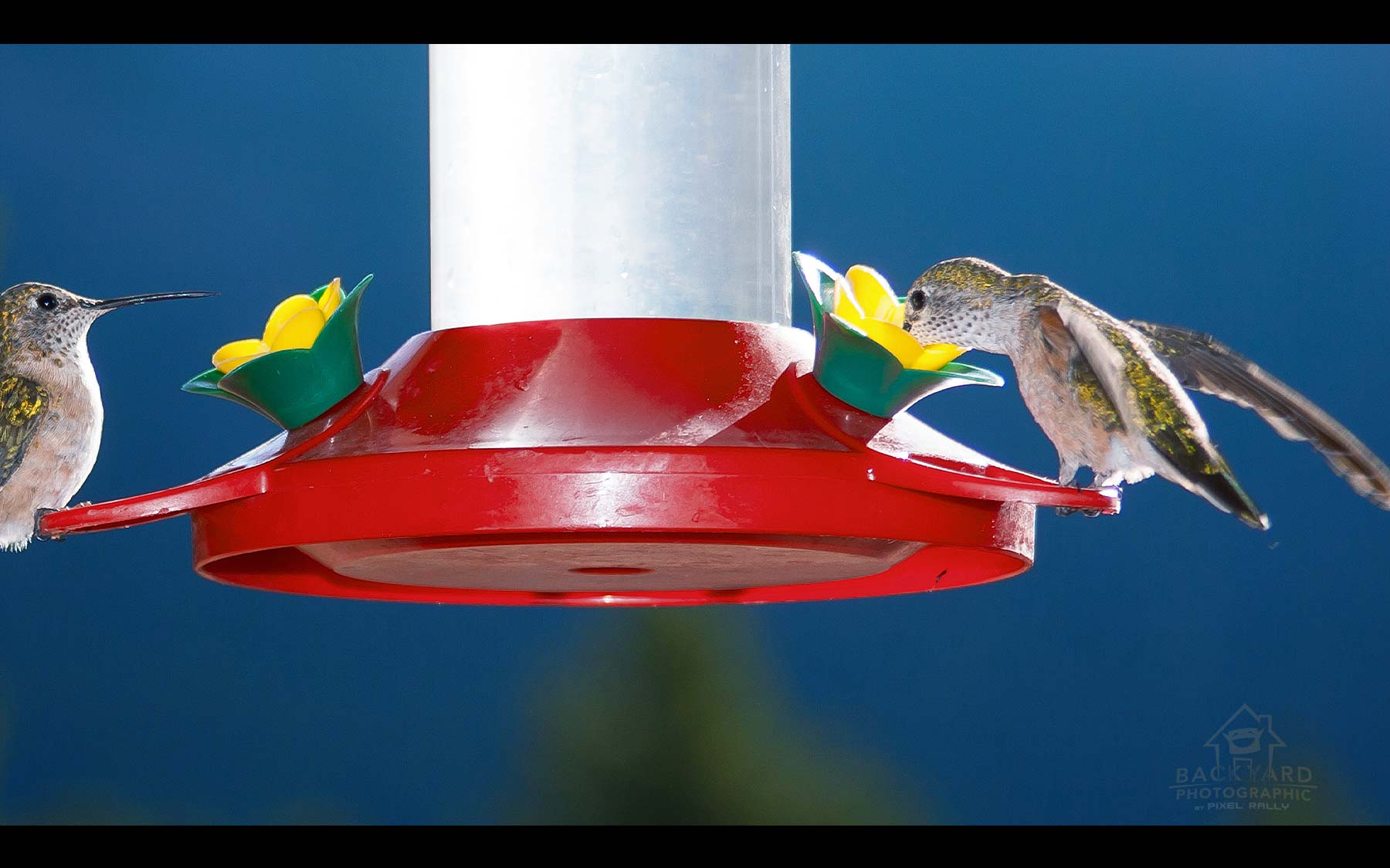 BYP-hummingbirds-08