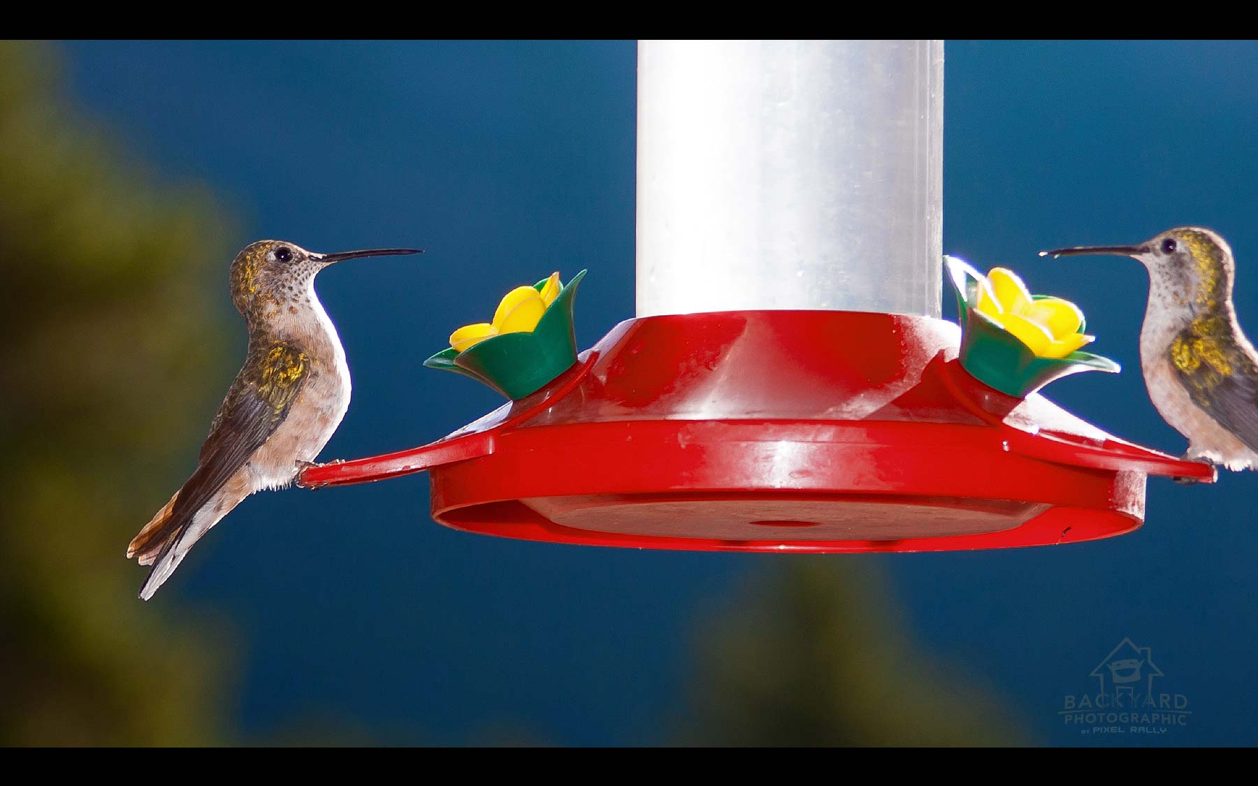 BYP-hummingbirds-09