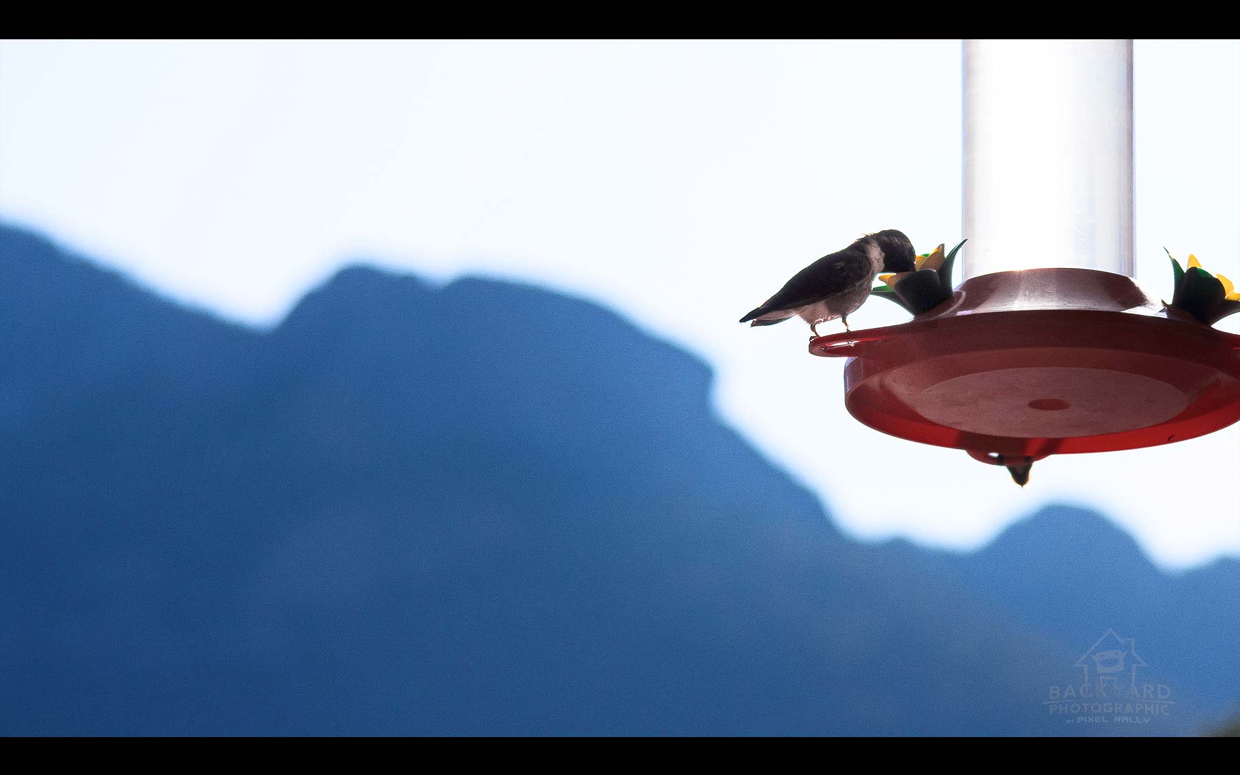 BYP-hummingbirds-10