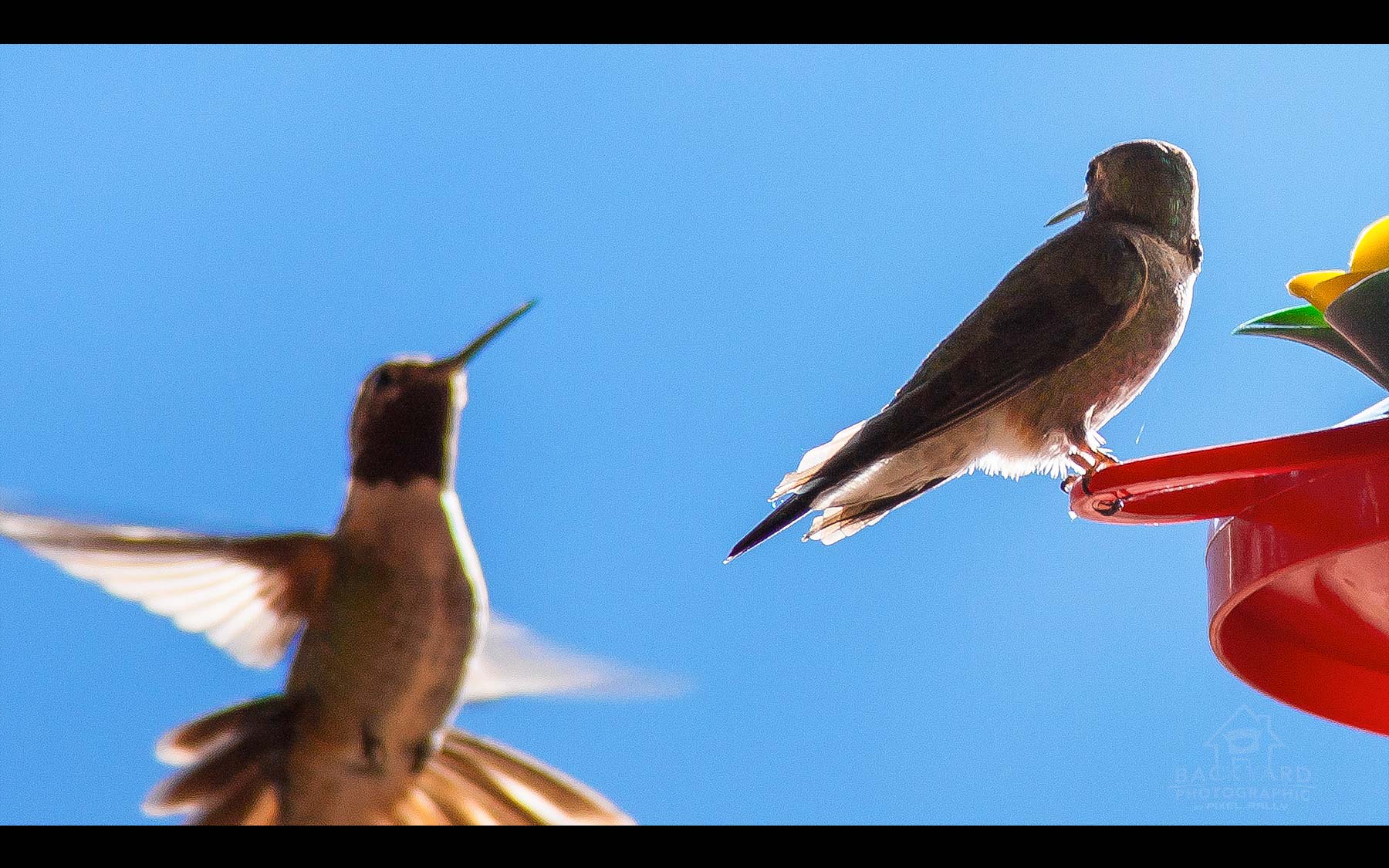 BYP-hummingbirds-11