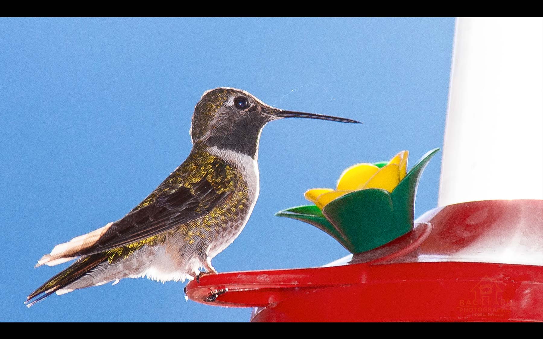 BYP-hummingbirds-12