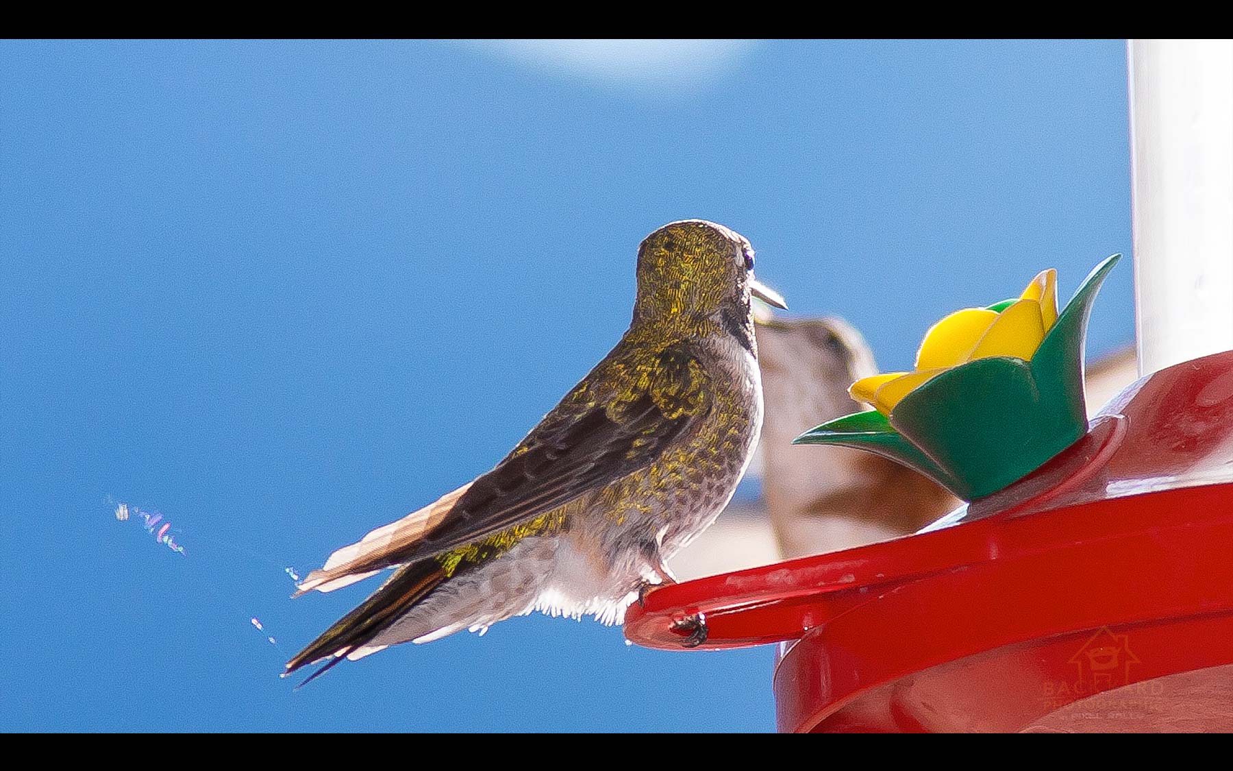 BYP-hummingbirds-13