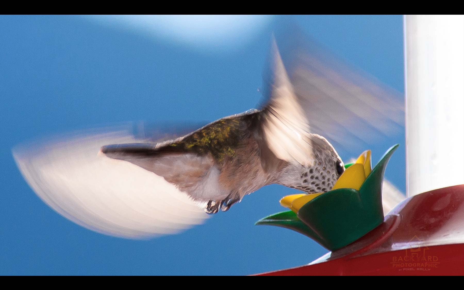 BYP-hummingbirds-14