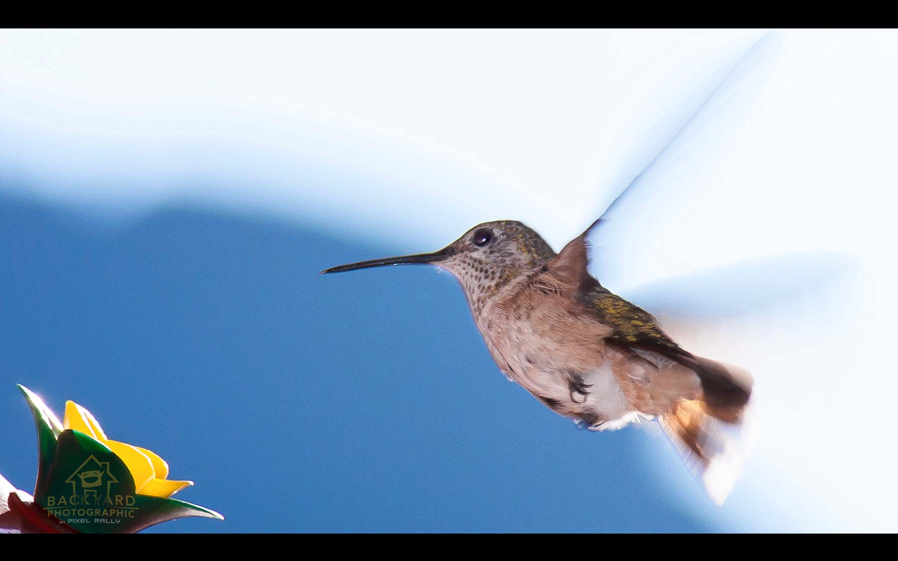 BYP-hummingbirds-16