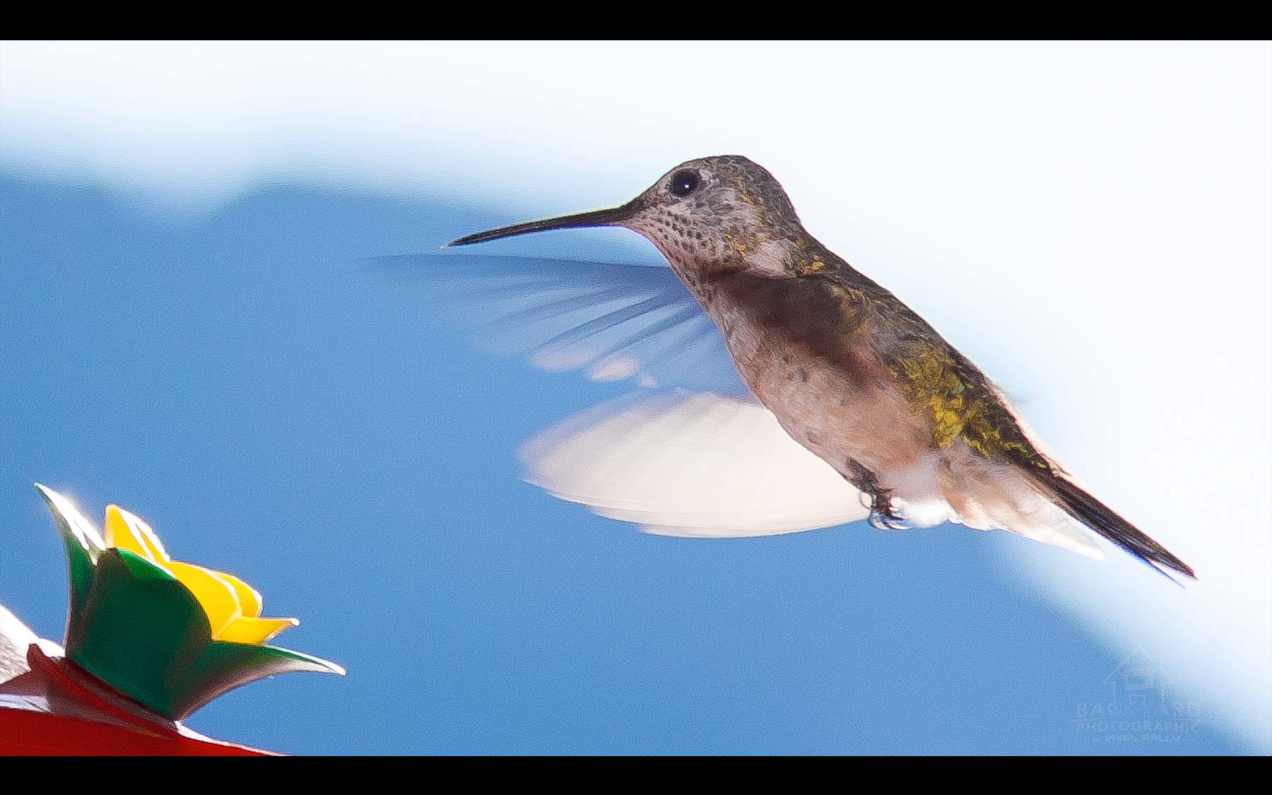 BYP-hummingbirds-17