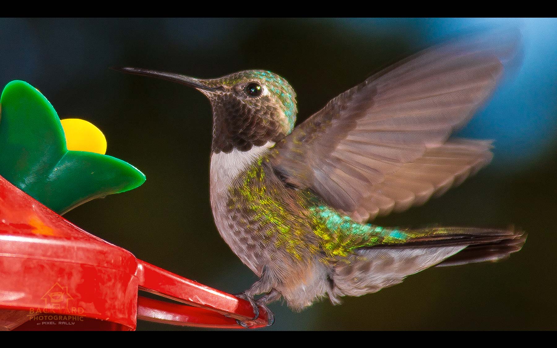 BYP-hummingbirds-18