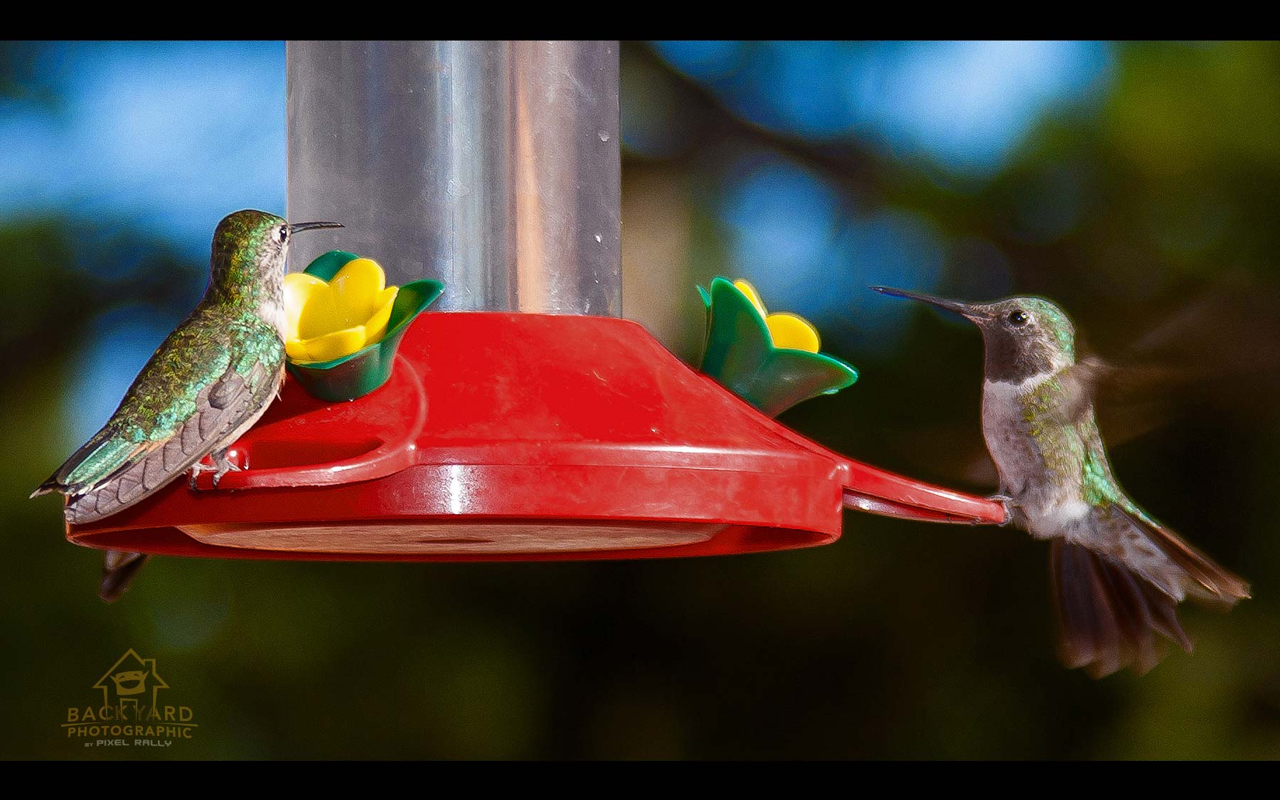 BYP-hummingbirds-21
