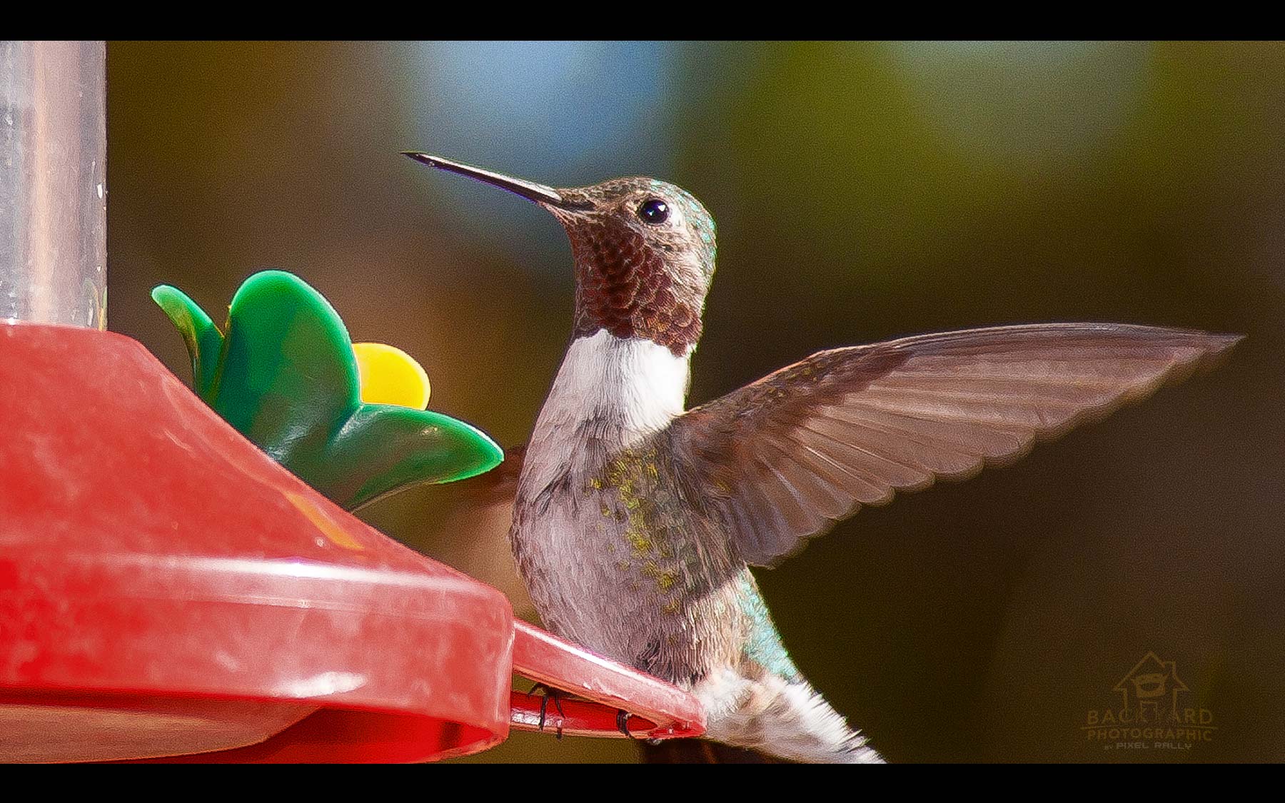 BYP-hummingbirds-23