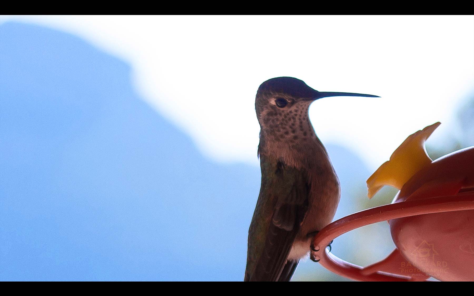 BYP-hummingbirds-24