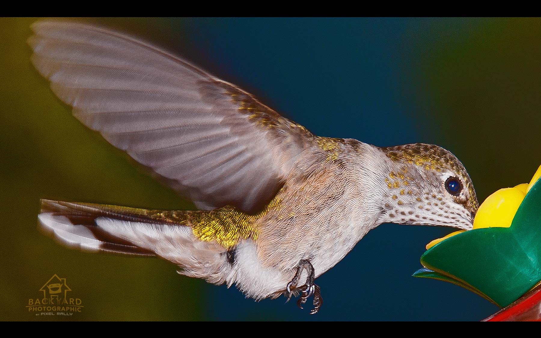 BYP-hummingbirds-25