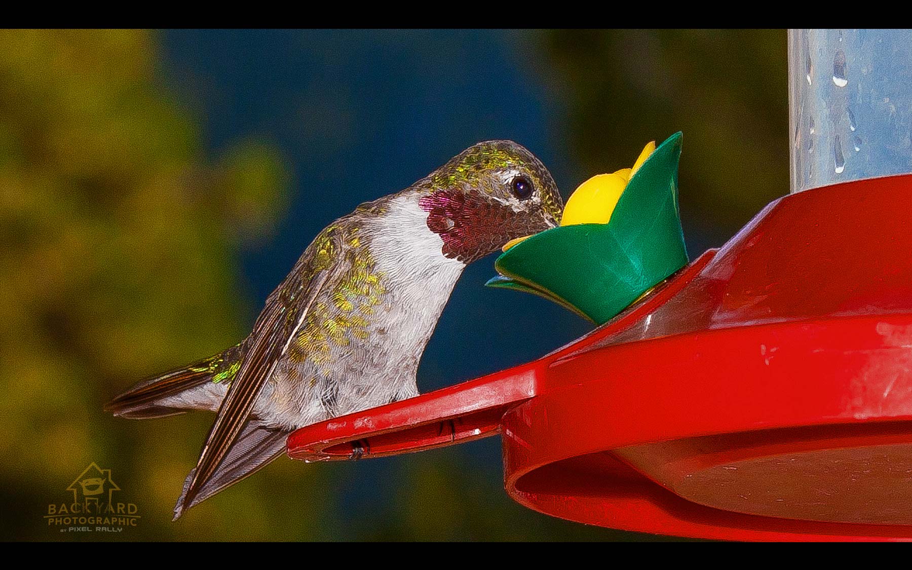 BYP-hummingbirds-26