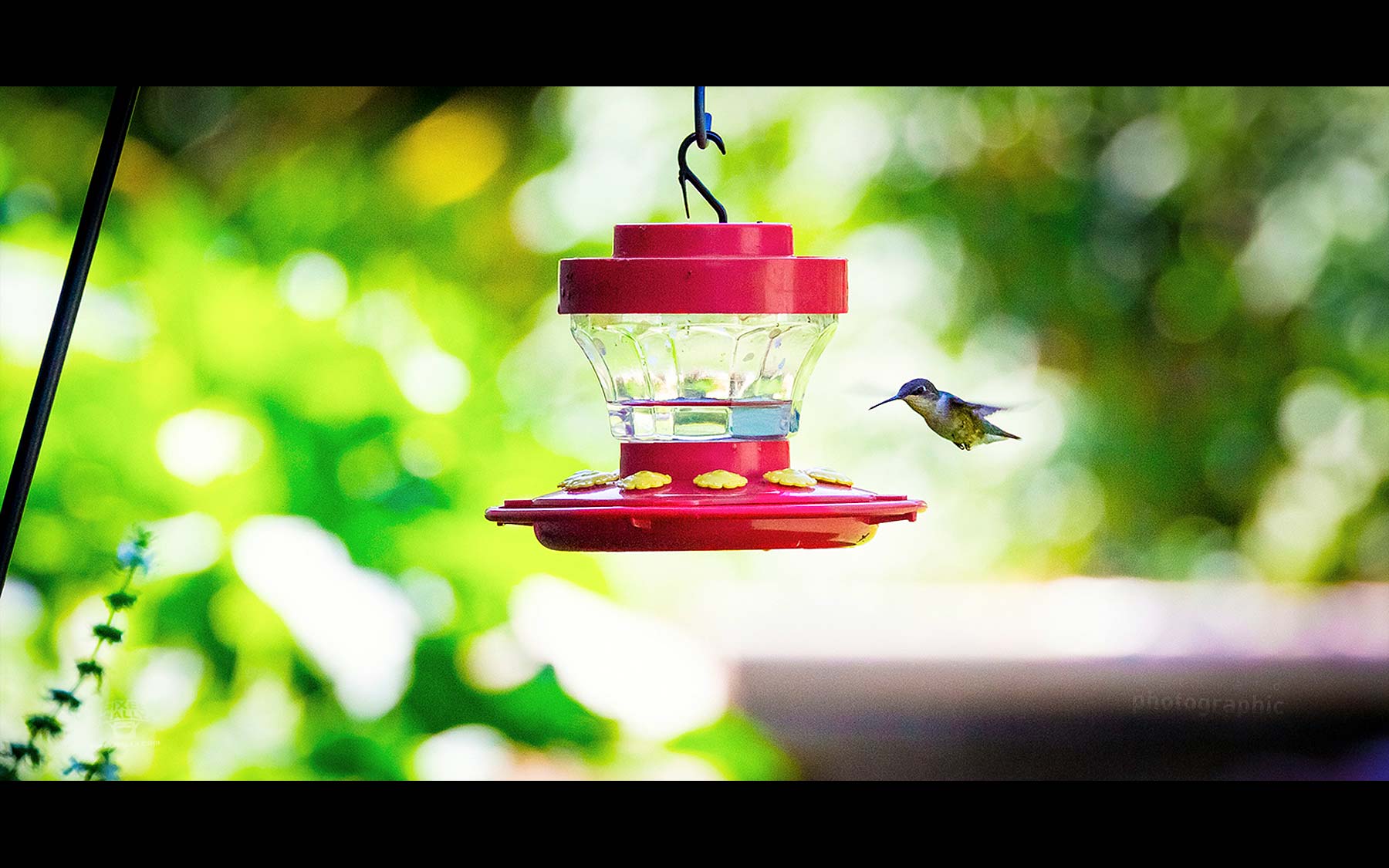 BYP-hummingbirds-30