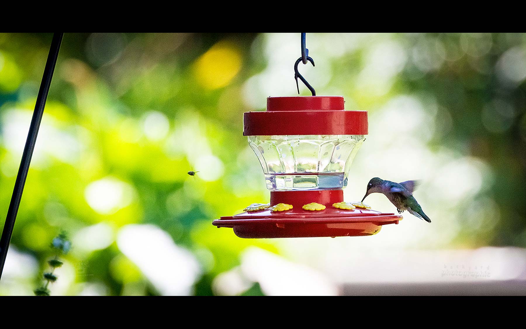 BYP-hummingbirds-31