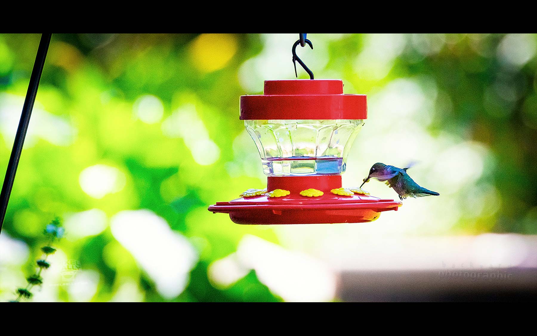 BYP-hummingbirds-32