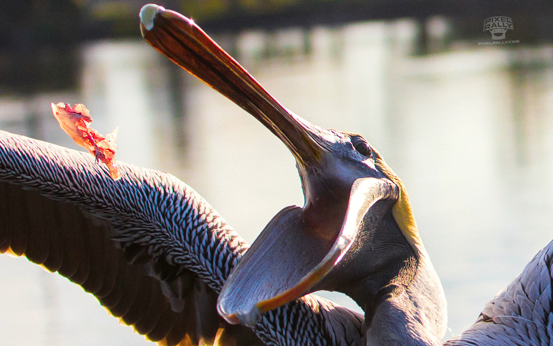 FL-pelican-catch2