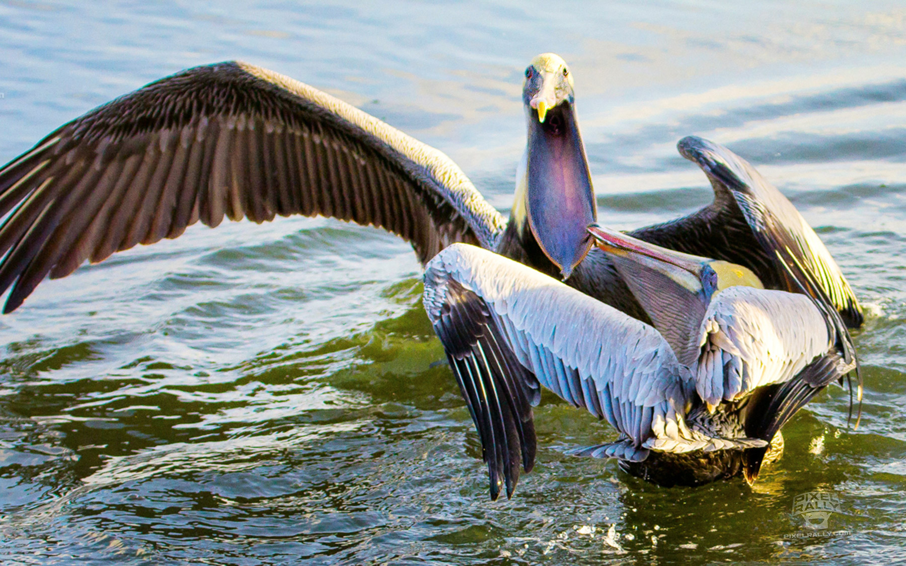 FL-pelican-lip-bite