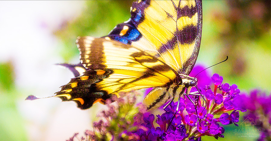 PixelRally-Blog-butterflies-titlecard