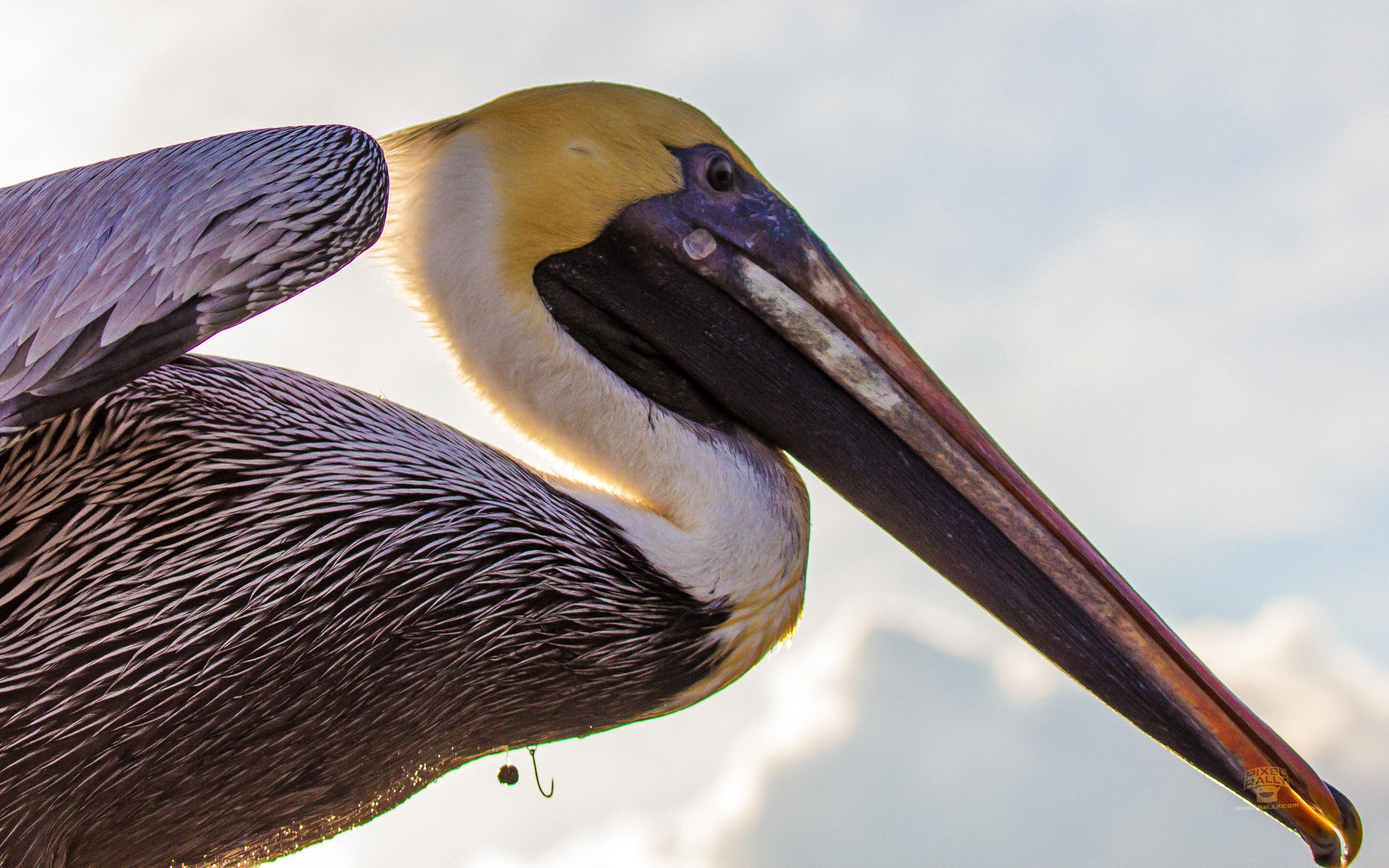 pixelrally-floridavacation-pelicanhook