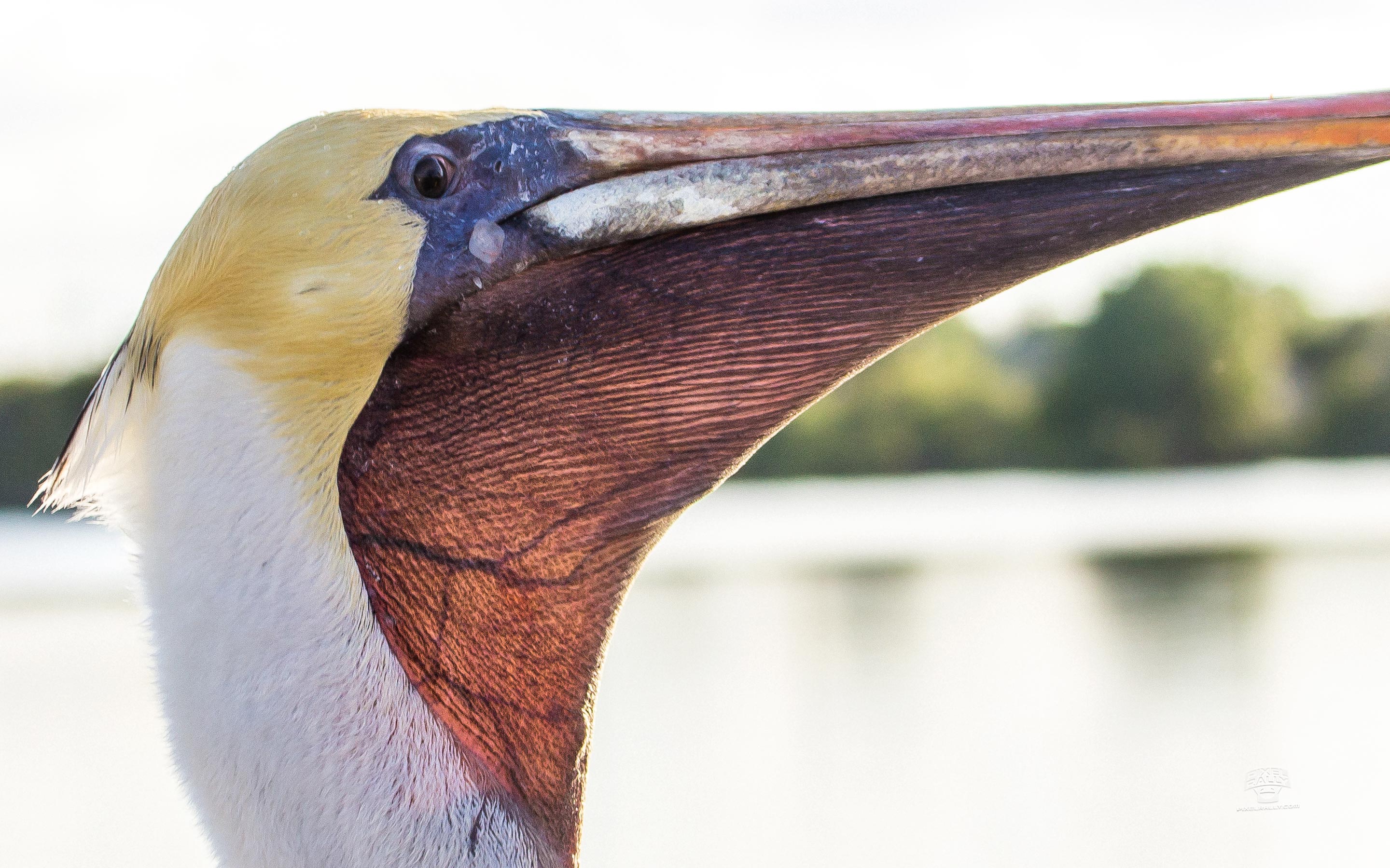 pixelrally-floridavacation-pelicanneck